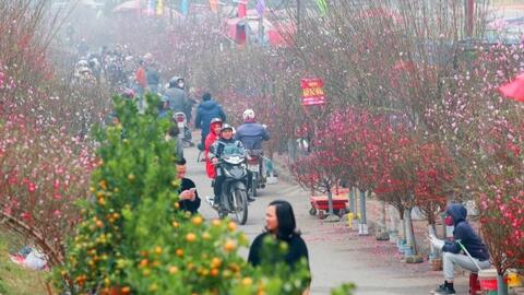 Hà Nội tổ chức 83 chợ hoa phục vụ Tết Nguyên đán
