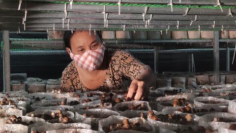Phát huy vai trò của khoa học công nghệ trong phát triển nông nghiệp, nông thôn 