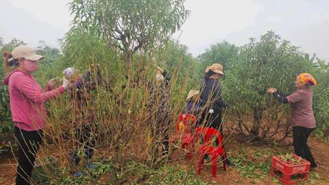 Nhộn nhịp làng hoa Hồng Thái