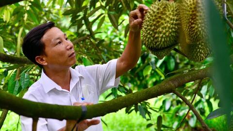 Lâm Đồng đề xuất hỗ trợ kiểm soát chất lượng sầu riêng phục vụ xuất khẩu