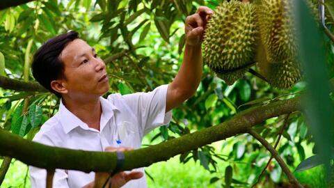 Khuyến cáo người dân không chặt cây để trồng mới sầu riêng