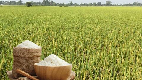 Giá lúa gạo hôm nay ngày 18/6: Lúa tươi đảo chiều tăng