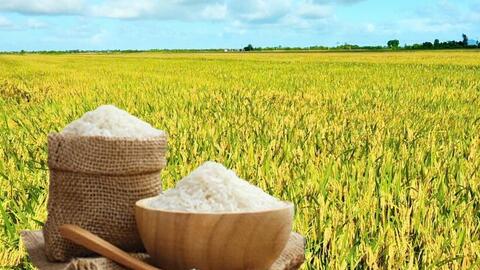 Giá lúa gạo hôm nay ngày 23/6: Gạo thơm cao, lúa tươi vững giá