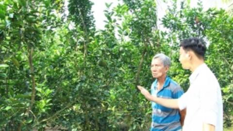 Diện tích cây lâu năm  cho sản phẩm tăng 7,5%