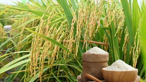 Giá lúa gạo hôm nay ngày 30/6: Gạo bình ổn, lúa tương chững giá