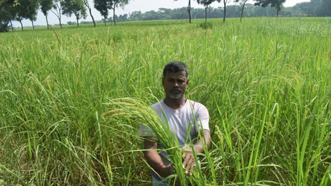 Bangladesh tìm ra giống lúa chống chịu mặn, bão