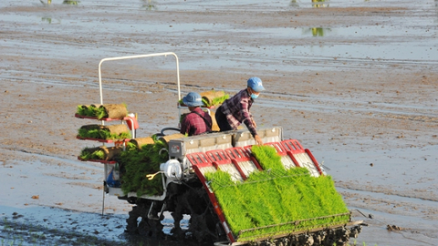 Nông dân ra đồng tuân thủ "5K"