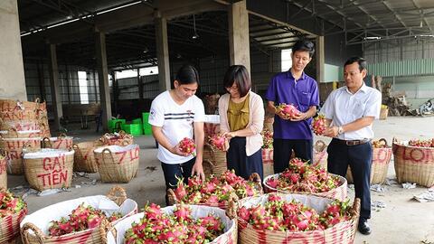 Tìm đường đưa thanh long sang Ấn Độ, Pakistan