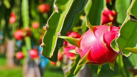 Tháo gỡ đầu ra cho Thanh long xuất khẩu