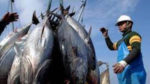 Xuất khẩu cá ngừ sang Italy tăng trưởng 3 con số nhờ hiệu ứng của EVFTA