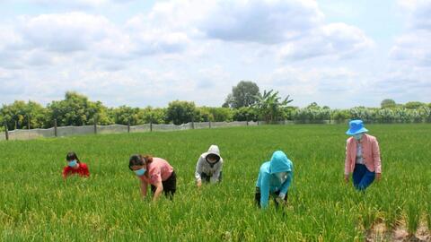 Thị xã Hoà Thành: Tích cực hỗ trợ nông dân tiêu thụ nông sản 