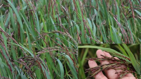 Trồng thử nghiệm giống lúa đen  