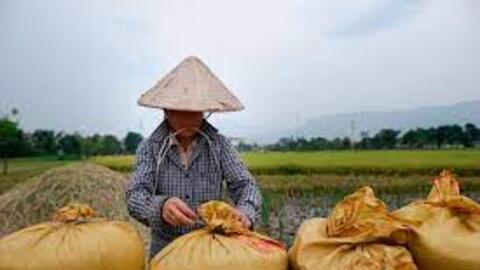 Mở “luồng xanh” cho vận tải đường thủy để tiêu thụ lúa gạo