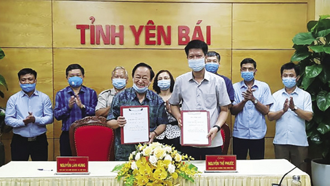 Triển vọng từ mô hình trồng mắc ca tại Yên Bái