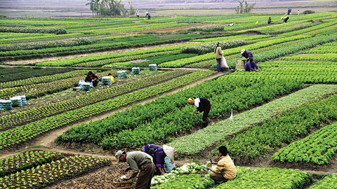 Quy hoạch vùng trồng, những bài học kinh nghiệm