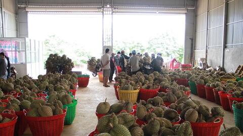 Đề nghị hỗ trợ tiêu thụ nông sản Lâm Đồng