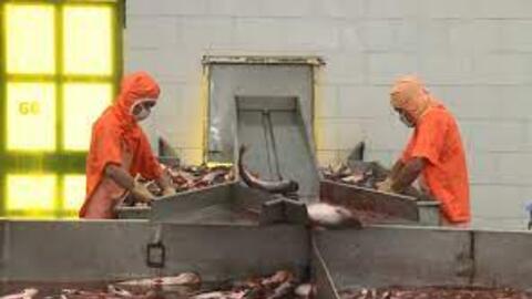 Ngành thủy sản kiến nghị được hỗ trợ để khôi phục sản xuất kinh doanh