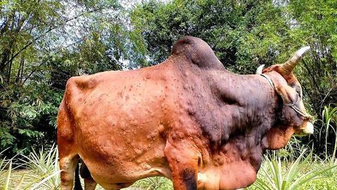 Tây Ninh: Công bố dịch bệnh viêm da nổi cục trên trâu, bò 