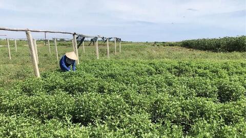 Quảng Điền thu hoạch rau tránh lũ