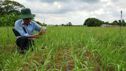Liệu cây mía có “quay trở lại” ? 