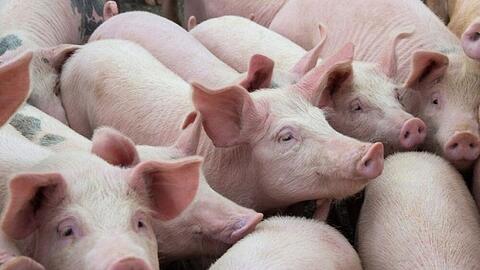 Giá lợn hơi tăng trở lại, người chăn nuôi vẫn thận trọng tái đàn