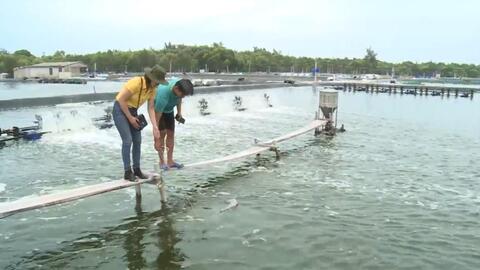 Tôm thẻ chân trắng chết, thiệt hại hàng chục tỷ đồng