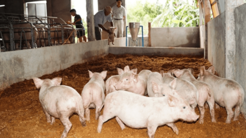 ĐH Sao Đỏ ứng dụng công nghệ sinh học sản xuất thức ăn dạng lỏng cho lợn