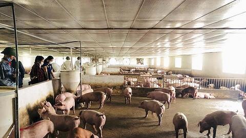 Nghệ An: Bảo đảm nguồn cung thịt lợn dịp cuối năm