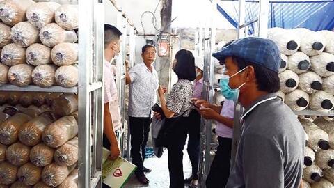 Mô hình sản xuất mới cho giá trị kinh tế cao