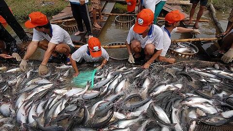 11 tháng: 23 lô hàng cá tra bị cảnh báo tại các thị trường xuất khẩu