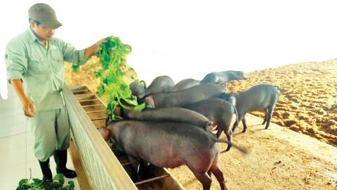 Nuôi lợn bằng thảo dược