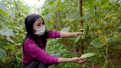 Thu nhập khá từ trồng dưa chuột hương bản địa ở Yên Thành