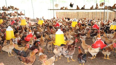 Sản xuất, kinh doanh nông sản thực phẩm chất lượng, an toàn vì sức khoẻ cộng đồng 