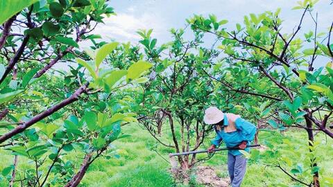 Hương Trà: Hướng đến sản xuất nông nghiệp an toàn, tạo lợi thế cạnh tranh