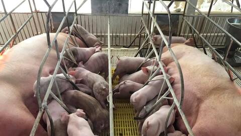 Nghệ An: Giá lợn hơi lao dốc, giá thịt vẫn neo cao