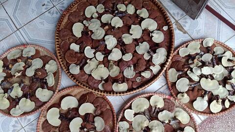 Sinh viên khởi nghiệp từ nấm lim xanh chất lượng cao với giá bằng nửa thị trường