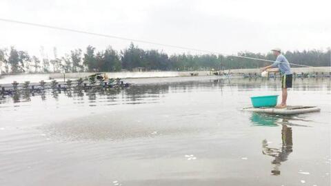 Nuôi tôm trên cát thiếu an toàn