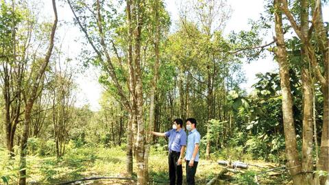 Giúp nông dân làm giàu