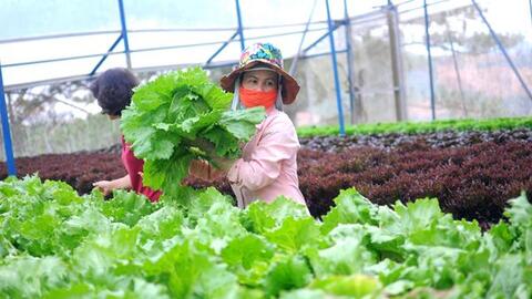 Huế tăng cường đảm bảo ATTP trong nông nghiệp