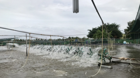 Chế phẩm thay thế kháng sinh nuôi tôm thẻ chân trắng an toàn sinh học