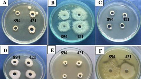 Phân lập hai chủng vi khuẩn phòng bệnh cho cá tra