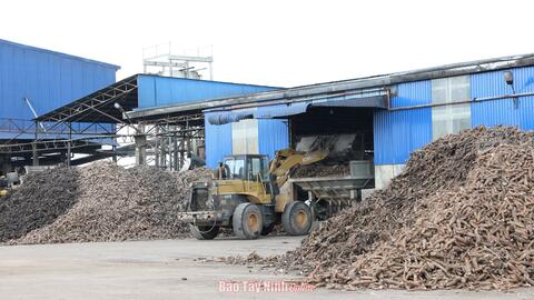 Ngành chế biến tinh bột khoai mì: “Khát” nguyên liệu 