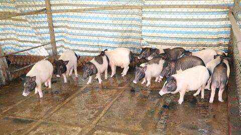 Nuôi heo hương kết hợp du lịch sinh thái 