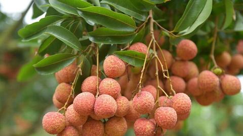 Việt Nam giữ vị trí thứ hai về sản lượng trái vải toàn cầu