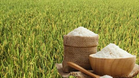 Giá lúa gạo hôm nay ngày 17/6: Lúa tươi, gạo xuất khẩu giảm