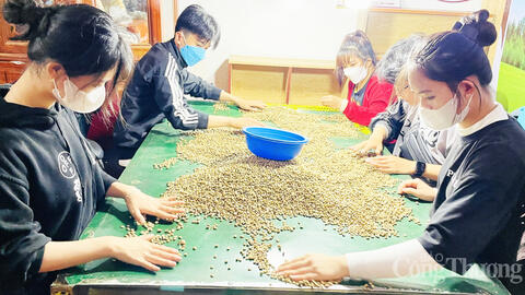 Dự báo giá cà phê ngày mai 1/7/2025, trong nước tiếp đà tăng