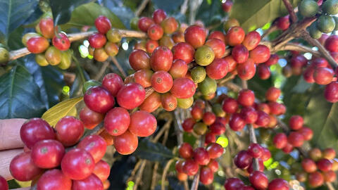 Giá cà phê hôm nay 3/7/2025, thị trường biến động trái chiều