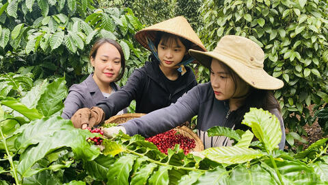Giá cà phê hôm nay 4/7/2025: Giá cà phê trong nước giảm không đáng kể