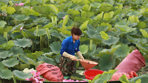 Mô hình trồng sen mang lại cuộc sống khấm khá cho người dân Hà Tĩnh