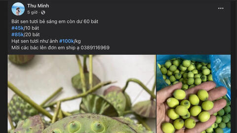 Mùa sen đến, đài sen tươi ‘hái bạc’ cho tiểu thương chợ Việt